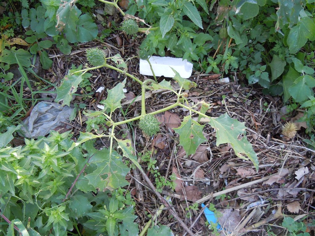 Frutti spinosi - Datura stramonium